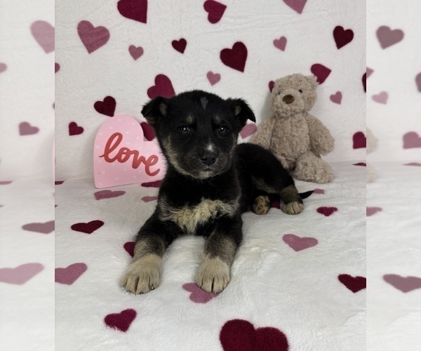 Medium Photo #4 German Shepherd Dog-Miniature American Shepherd Mix Puppy For Sale in FRANKLIN, IN, USA