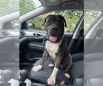 Small #1 American Pit Bull Terrier Mix