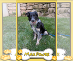 Small Border Collie Mix