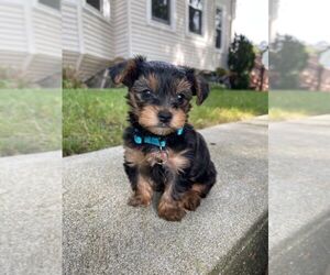 Biewer Terrier Puppy for sale in HOUSTON, TX, USA