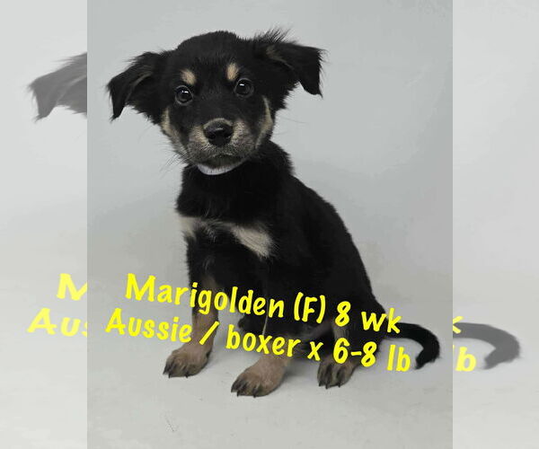 Medium Photo #5 Australian Shepherd-Boxer Mix Puppy For Sale in pomfret, CT, USA