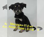 Small #4 Australian Shepherd-Boxer Mix