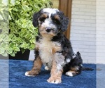 Small #1 Bernedoodle (Miniature)