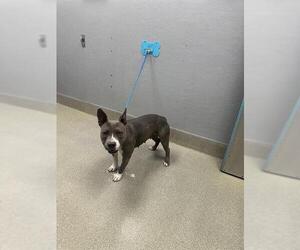 Mutt Dogs for adoption in Las Vegas, NV, USA