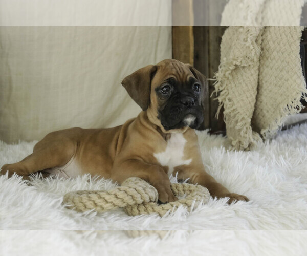 Medium Photo #8 Boxer Puppy For Sale in SHIPSHEWANA, IN, USA