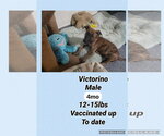 Small Photo #2 Labrador Retriever-Unknown Mix Puppy For Sale in Virginia Beach, VA, USA