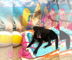 Small #8 Labrador Retriever Mix