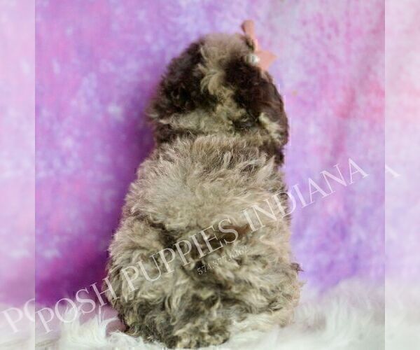 Medium Photo #98 Poodle (Miniature) Puppy For Sale in WARSAW, IN, USA