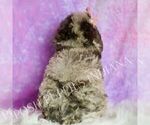 Small Photo #98 Poodle (Miniature) Puppy For Sale in WARSAW, IN, USA