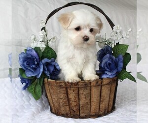 Maltese Puppy for sale in ROCK STREAM, NY, USA