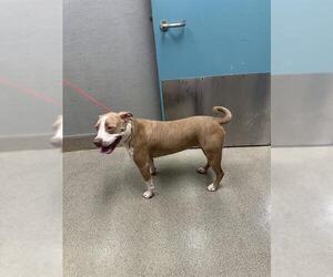 Mutt Dogs for adoption in Las Vegas, NV, USA