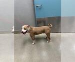 SUZETTE - Female Mutt Dog for Adoption - Small photo
