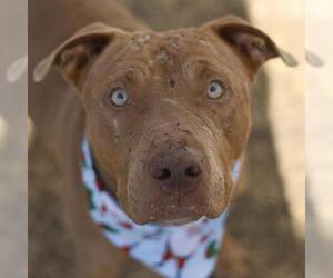 American Staffordshire Terrier-Unknown Mix Dogs for adoption in San Antonio, TX, USA