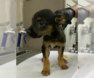 Chihuahua-Unknown Mix Dogs for adoption in Visalia, CA, USA