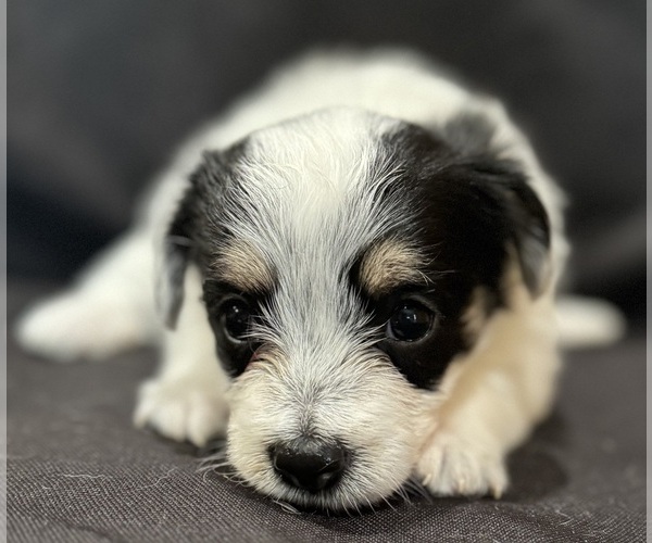 Medium Photo #12 Pembroke Welsh Corgi-Poodle (Miniature) Mix Puppy For Sale in LONGMONT, CO, USA