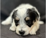 Small #11 Pembroke Welsh Corgi-Poodle (Miniature) Mix