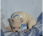 Small Photo #50 Boston Terrier Puppy For Sale in ALBANY, OH, USA