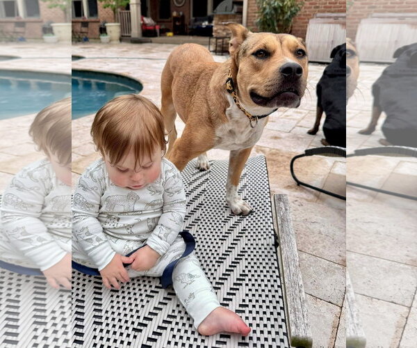 Medium Photo #2 Catahoula Leopard Dog-Unknown Mix Puppy For Sale in Germantown, OH, USA