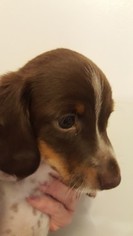 Dachshund Puppy for sale in DAMON, TX, USA