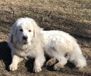 Father of the Great Pyrenees puppies born on 11/03/2021