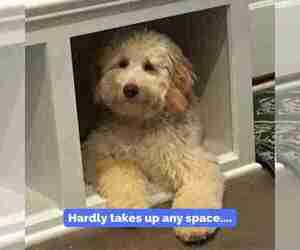 Miniature Labradoodle Dogs for adoption in ZIONSVILLE, IN, USA