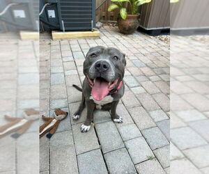 Mutt Dogs for adoption in Miami, FL, USA