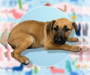 Mutt Dogs for adoption in San Antonio, TX, USA