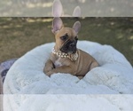 Puppy Peanut French Bulldog