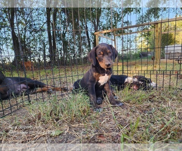 Medium Photo #3 Catahoula Leopard Dog Puppy For Sale in CUMBY, TX, USA