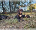 Small #2 Catahoula Leopard Dog