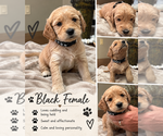 Puppy 5 Double Doodle