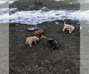 Cavapoo Puppy for sale in SALT LAKE CITY, UT, USA