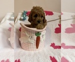 Small Photo #21 Cavapoo Puppy For Sale in SYLMAR, CA, USA
