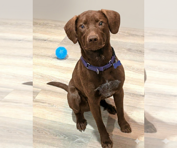 Medium Photo #3 Chocolate Labrador retriever-Unknown Mix Puppy For Sale in Cookeville, TN, USA
