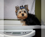 Small #4 Yorkshire Terrier