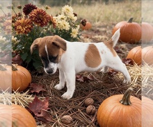 Jack Russell Terrier Puppy for sale in NASHVILLE, NC, USA