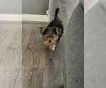 Small Photo #2 Yorkshire Terrier Puppy For Sale in TWENTYNINE PALMS, CA, USA