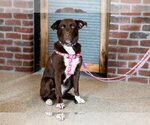 Small Photo #10 Labradinger Puppy For Sale in St. Louis Park, MN, USA