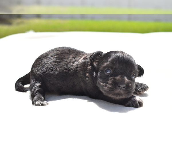 Medium Photo #3 Shih Aussie Puppy For Sale in PALM COAST, FL, USA