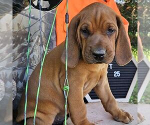 Redbone Coonhound Puppy for sale in DENVER, PA, USA