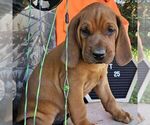 Small Redbone Coonhound