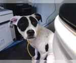 Small Mutt