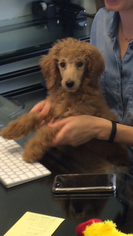 Poodle (Standard) Puppy for sale in HOUSTON, TX, USA