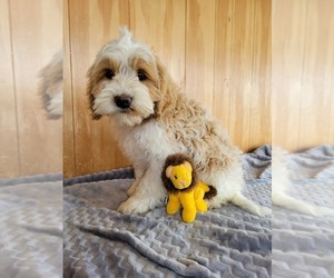 Cock-A-Poo Puppy for sale in WITHEE, WI, USA
