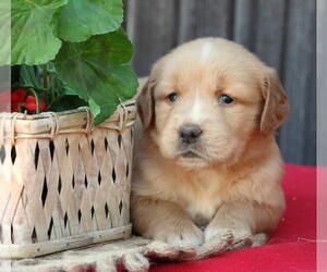 Golden Retriever Puppy for Sale in JONES, Michigan USA