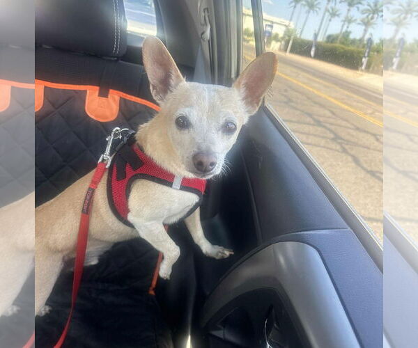 Medium Photo #5 Chihuahua Puppy For Sale in Tempe , AZ, USA