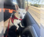 Small #4 Chihuahua
