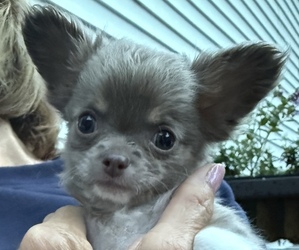 Chihuahua Puppy for sale in FENNVILLE, MI, USA