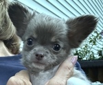 Small Chihuahua