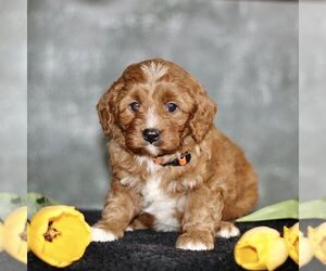 Cavapoo Puppy for sale in PARKESBURG, PA, USA